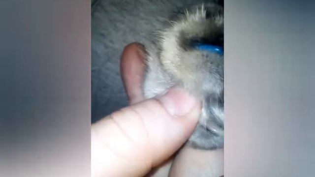 Антицарапки с Алиэкспресс смотреть онлайн