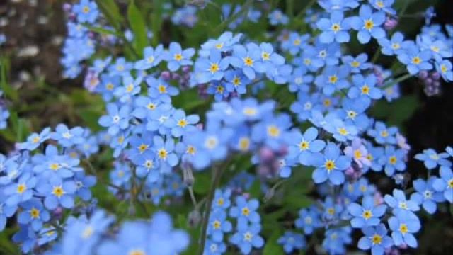 С Днём Рождения Виктория!!! смотреть онлайн