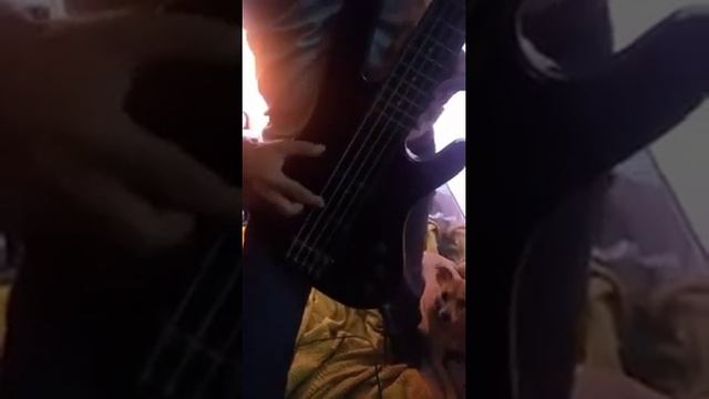 Bajo Washburn 5 cuerdas vendido (13-05-2020) смотреть онлайн