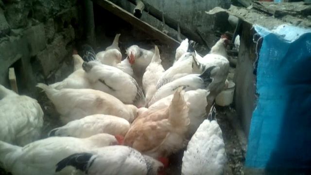 Быстро растущие цыплята, Геркулес и Адлерские серебристые. смотреть онлайн