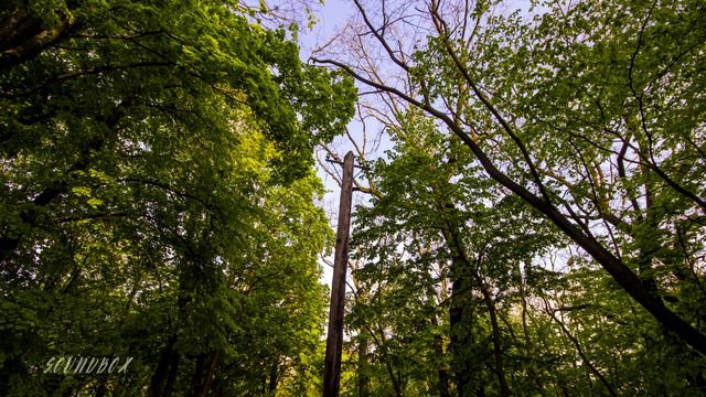 SOUNDS OF NATURE - Звуки природы | Soundbox