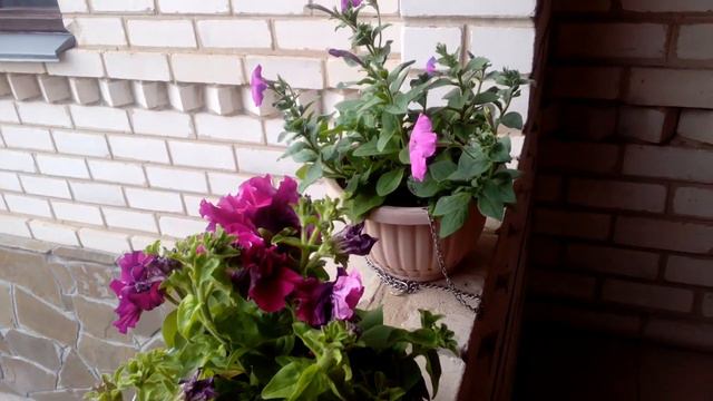 КАК ПРАВИЛЬНО ВЫРАЩИВАТЬ ПЕТУНИЮ? смотреть онлайн