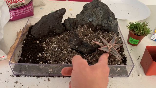 The Horse Terrarium - Aloe & Haworthia desert landscape смотреть онлайн