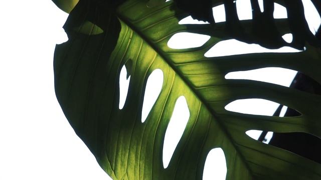 Шри Ланка #6. Поезд в Канди. Храм зуба Будды. \ Royal Park Travel Vlog Srilanka Kandy смотреть онлайн