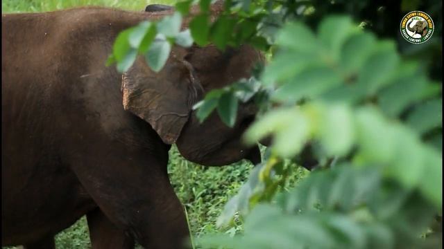 Elephant Journey ( EPS 002) смотреть онлайн