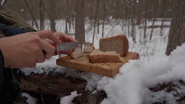 В поисках гриба вешенка обыкновенная поход по лесу