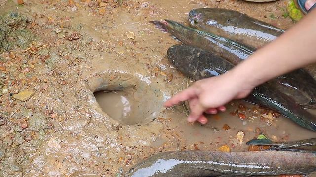 Best Fishing in Hole By Python | How To Catch Unique Fish | Python Catch Big Fish From Hole #4 смотреть онлайн