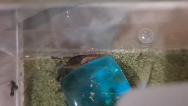 охота муравьёв на туркменского таракана смотреть онлайн