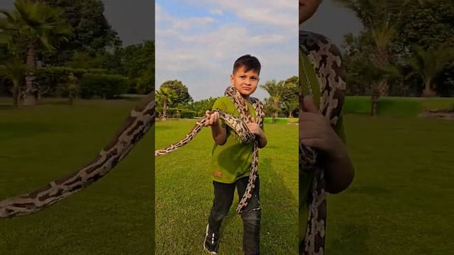Little Kid Have No Fear From Indian Python | Nouman Hassan | смотреть онлайн