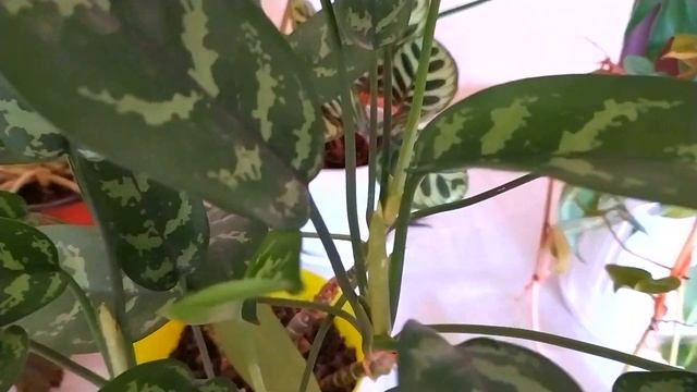 КОМНАТНЫЕ РАСТЕНИЯ ДЛЯ КОМНАТЫ, ГДЕ МАЛО СВЕТА смотреть онлайн