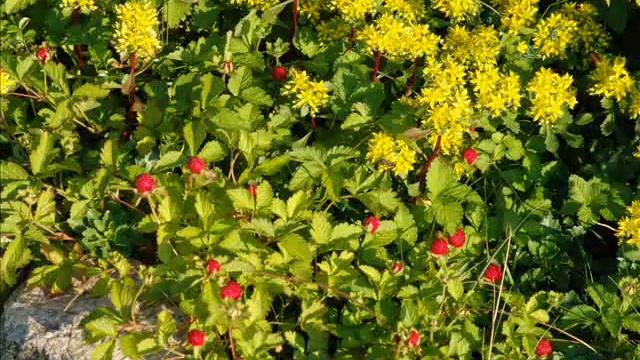 Цветочное оформление участка смотреть онлайн