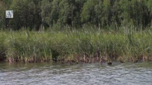 Kalikana ловит крупняк 😜Еще один прекрасный ВОБЛЕР от Pontoon 21...ИЮЛЬ 2021г