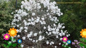 Магнолия звездчатая. Краткий обзор, описание характеристик, где купить саженцы magnolia stellata