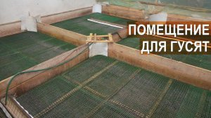 Помещение для молодняка гусей. Ферма Демидовские гуси
