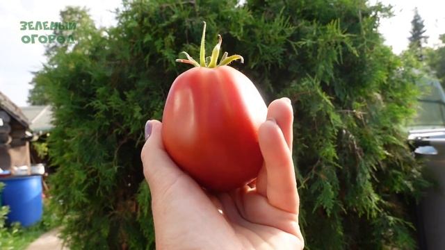Томату ПУЗАТА ХАТА 135 дней! Обзор сортов ТОМАТОВ! смотреть онлайн
