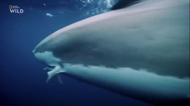 БЕЛАЯ БОЛЬШАЯ АКУЛА (НАПАДЕНИЕ БЕЛОЙ АКУЛЫ)