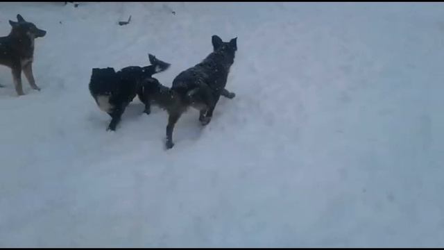 Последние новости приюта/Приют для собак г. Ефремов смотреть онлайн