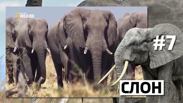 10 УМНЕЙШИХ СУЩЕСТВ НА ПЛАНЕТЕ смотреть онлайн