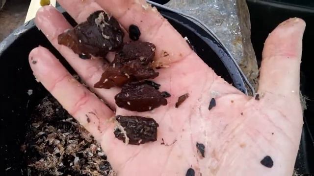 Making Orchid Potting Mixes смотреть онлайн