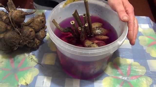 Подготовка клубней георгин к посадке ч.2 Preparation dahlia tubers for planting Part 2 смотреть онлайн