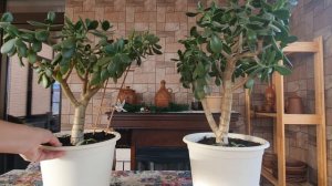 Денежное дерево толстянка - как выращивать, уход, обрезка и формирование монетного дерева