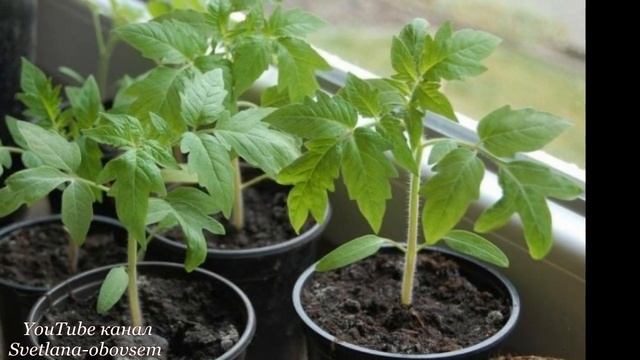 ПОДКОРМИТЕ РАССАДУ ЙОДОМ- ПОСЛЕ ПИКИРОВКИ- ПОДКОРМКА И ЗАЩИТА ОТ ГРИБКОВЫХ ЗАБОЛЕВАНИЙ,СУПЕР УРОЖА смотреть онлайн