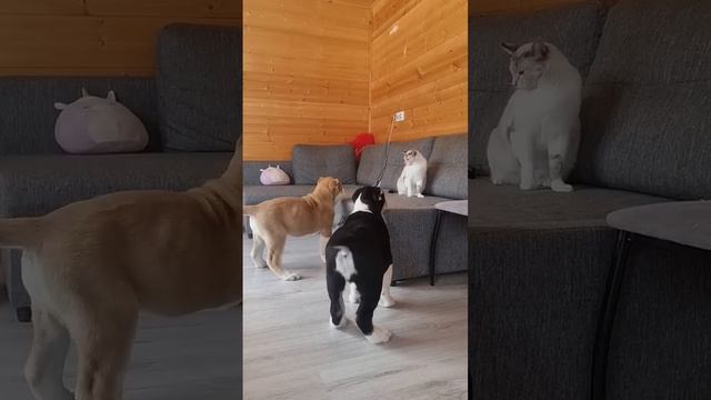 Кошка воспитывает алабаев😆 #сао #alabai #собака #алабай #щенки #dog смотреть онлайн