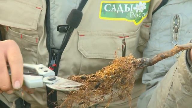 Прикоп саженцев осенью смотреть онлайн