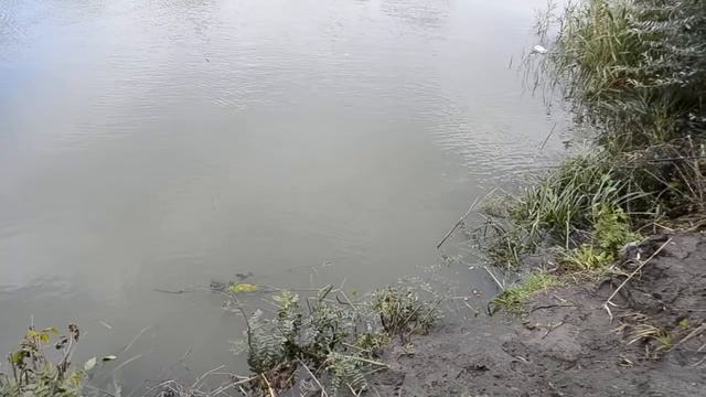 Nikon D3100 смотреть онлайн