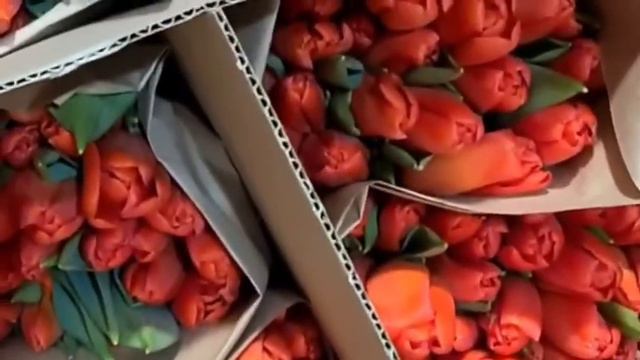 Тюльпаны к 8 Марта смотреть онлайн