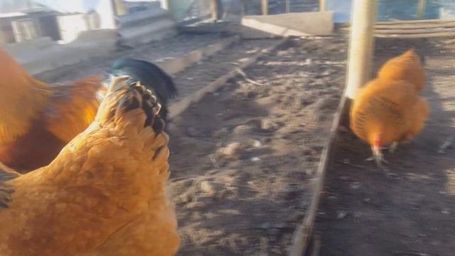 Куры породы Нью-Гемпшир содержание и разведение смотреть онлайн