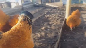 Куры породы Нью-Гемпшир содержание и разведение