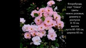 Розы отечественной селекции. Питомник Усыниных. Весна 2022 г.