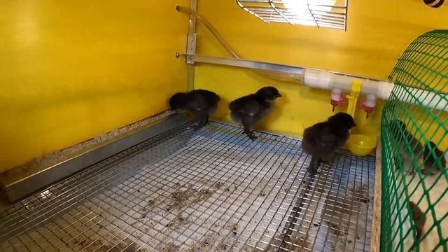 ПТЕНЦЫ цыплята 3 суток + перепелята 4 сутки/ СЕЛАДОН перепел и куры УХЕЙИЛЮЙ / Мари Мистик ПТИЦЫ смотреть онлайн