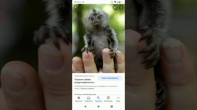 Мармозетки смотреть онлайн