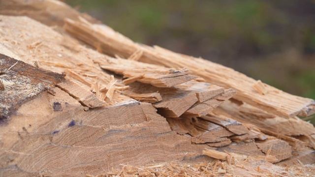 Забытые ремесла: СТРОИТЕЛЬСТВО ЛАДЬИ.