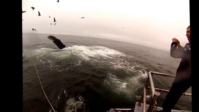 киты чуть не проглотили дайверов (Whales almost eat Divers) смотреть онлайн