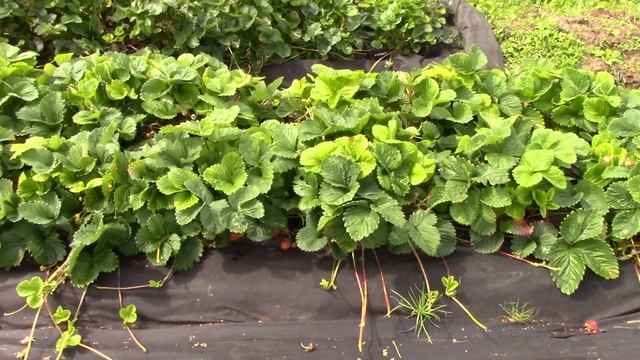 Как мы растим САЖЕНЦЫ КЛУБНИКИ / Ответы на вопросы ВЛОГ смотреть онлайн