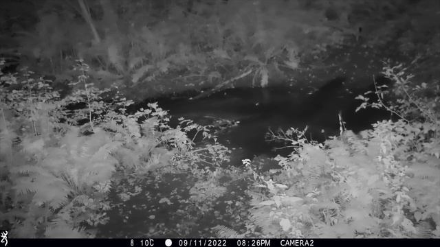 Рыси бывают разные смотреть онлайн