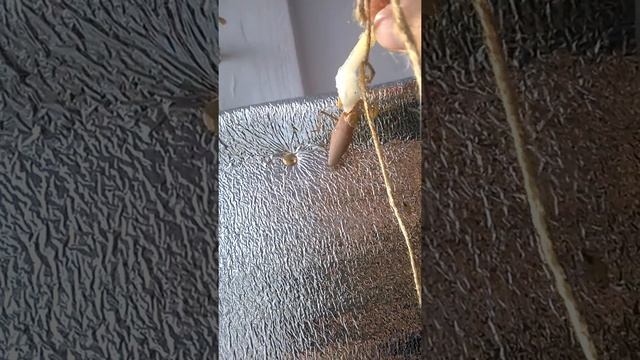 Богомол хищник 3 :) смотреть онлайн