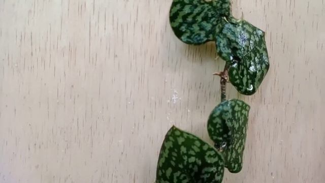 Scindapsus Husk SP Borneo || Scindapsus || Tanaman Hias