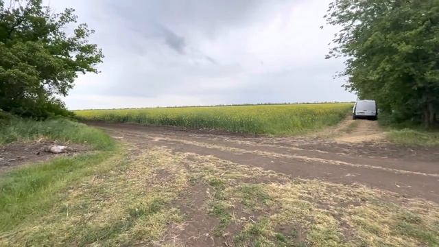 ?Рапс, кратко о рапсе 2021. Как медосбор и развитие пчёл.