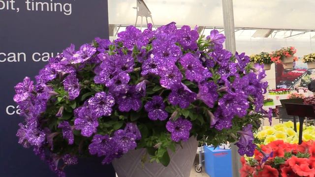2016 Spring Trials: Selecta смотреть онлайн