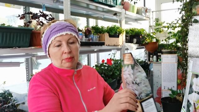 Сказала себе СТОП! и купила АЗАЛИЮ японскую, не обычные ЦИТРУСОВЫЕ и ГОРТЕНЗИИ смотреть онлайн