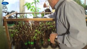 ПРОРАЩИВАНИЕ ЧУБУКОВ. ОЧЕНЬ ВАЖНО!!! ЧТО НЕОБХОДИМО СДЕЛАТЬ ПРИ ПРОРАЩИВАНИИ ЧУБУКОВ!