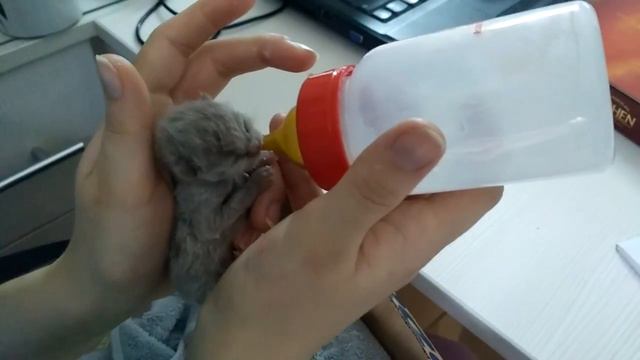 Прикол - маленький котенок уснул во время еды. смотреть онлайн