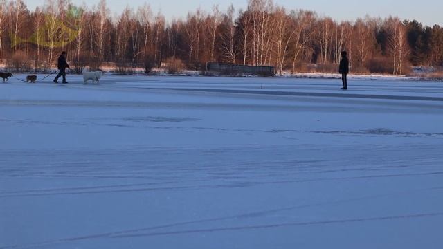 Выкинул живца. На мороженную мойву наловили 9 кг хищника! Как ловить щуку налима судака на мойву? смотреть онлайн