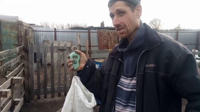 Смотреть всем!! Взвешивание Холмогорских гусей!! смотреть онлайн