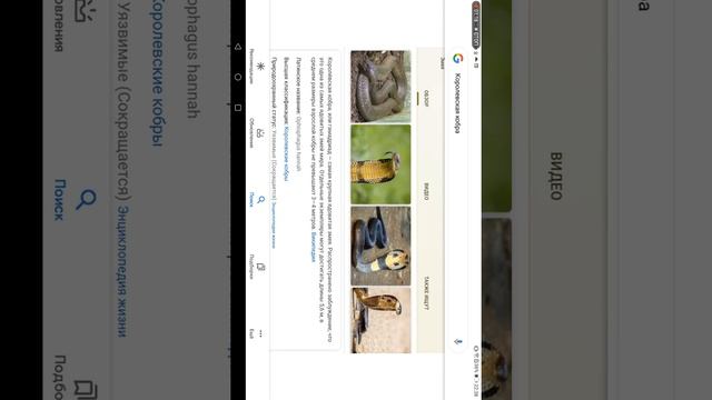 Месяц ядовитых змей! Королевская кобра! смотреть онлайн