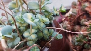 Виды суккулентов. Уличные суккуленты дома